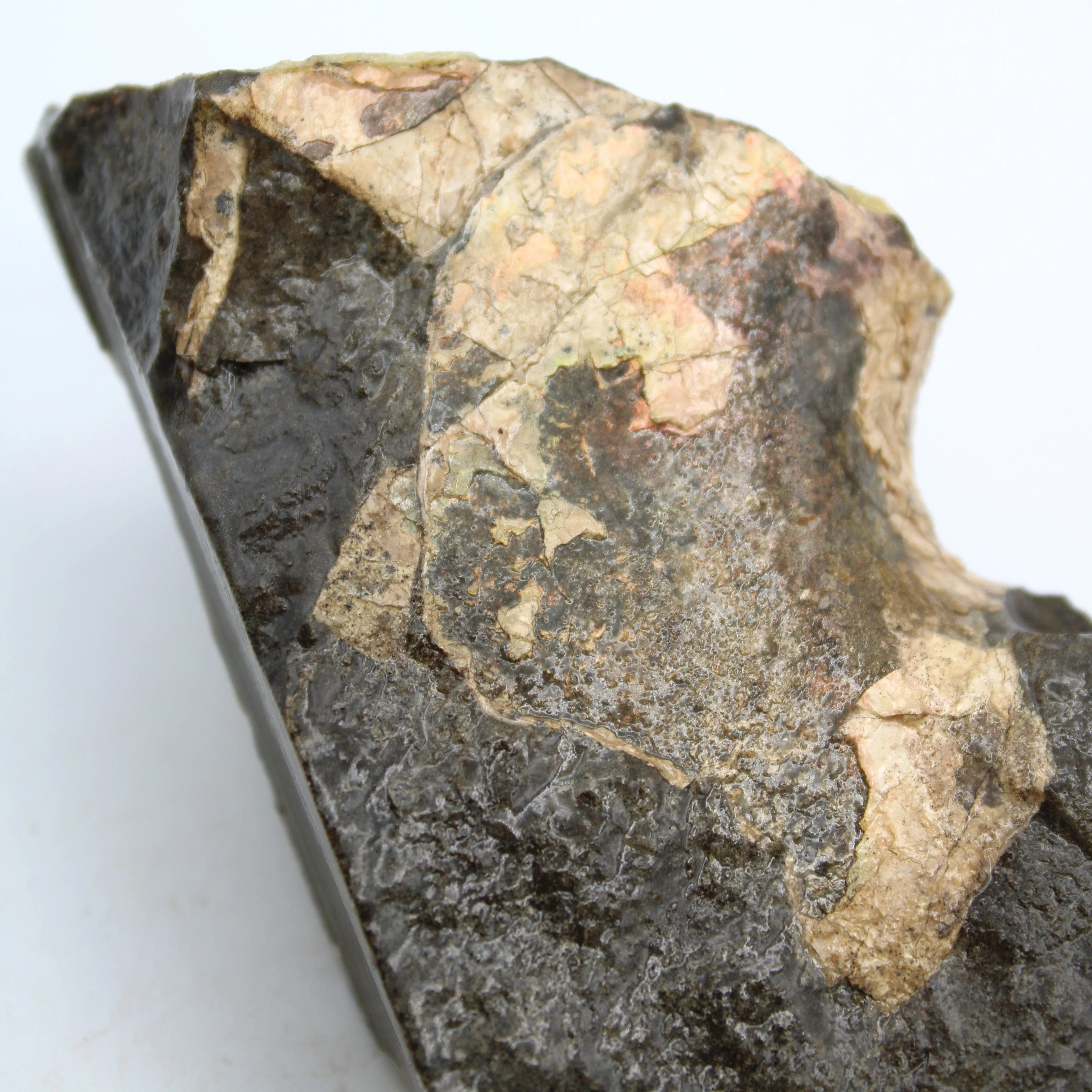 Polished Ammolite Specimen