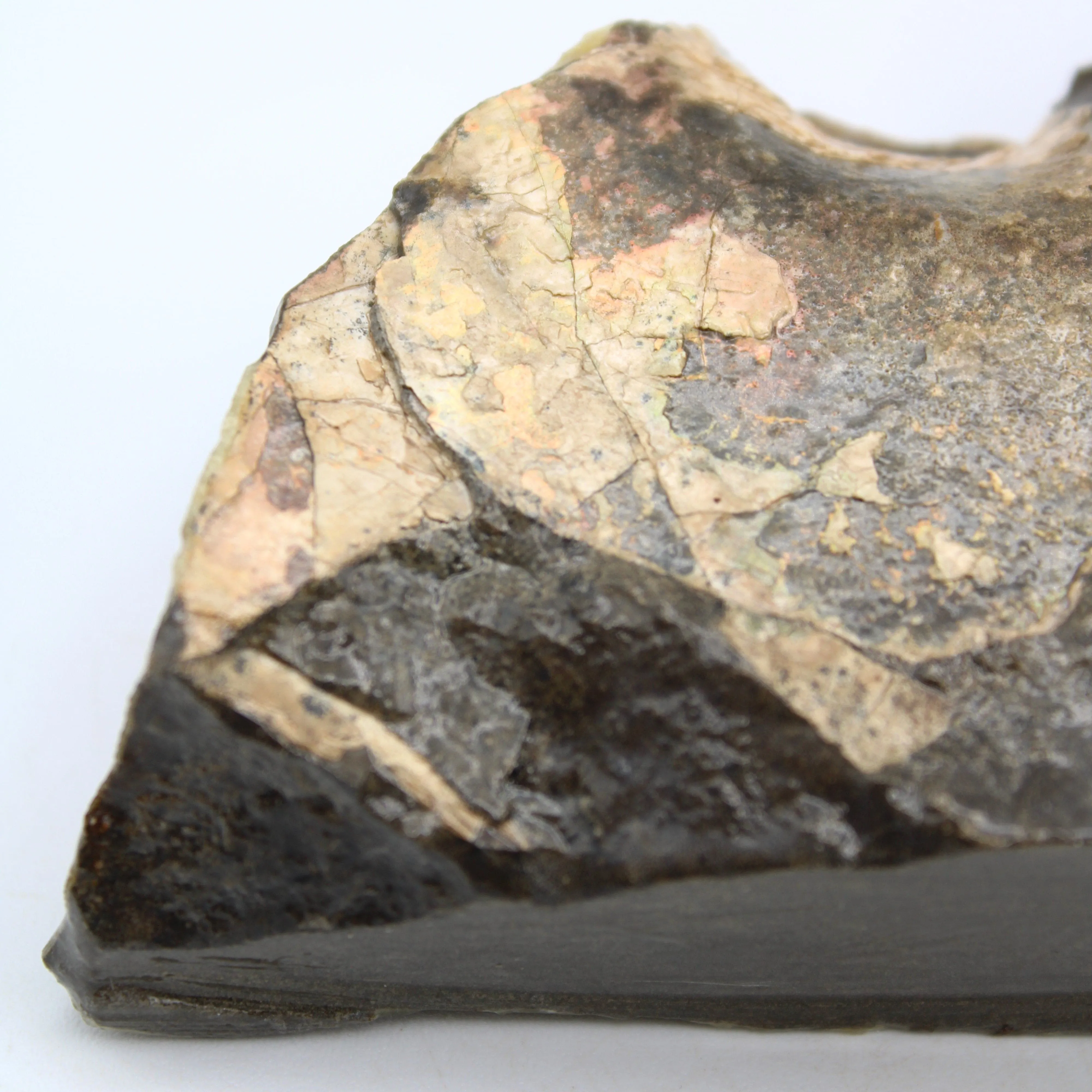 Polished Ammolite Specimen