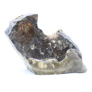 Polished Ammolite Specimen