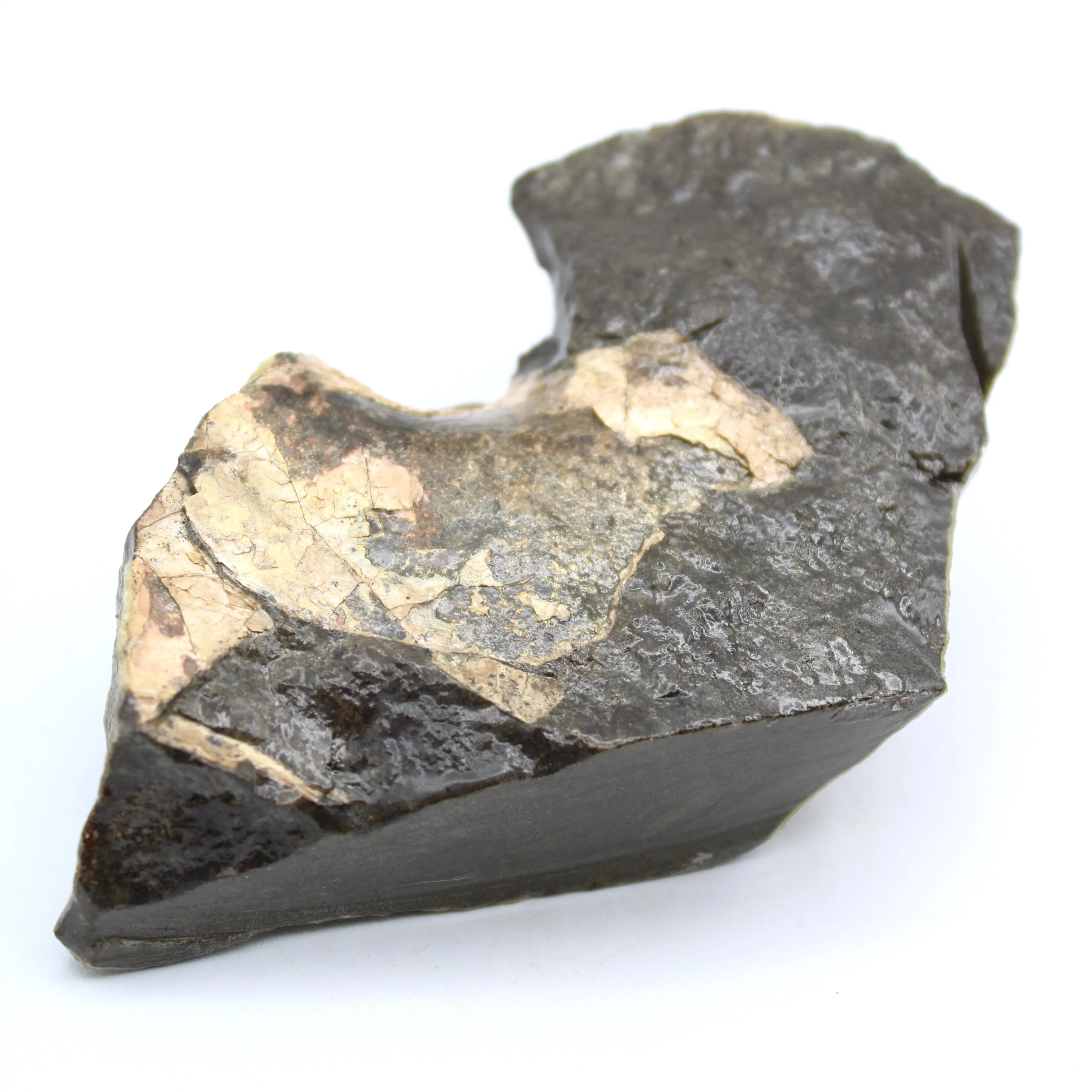 Polished Ammolite Specimen