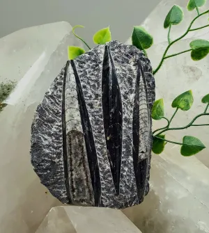 Polished Orthoceras Slab