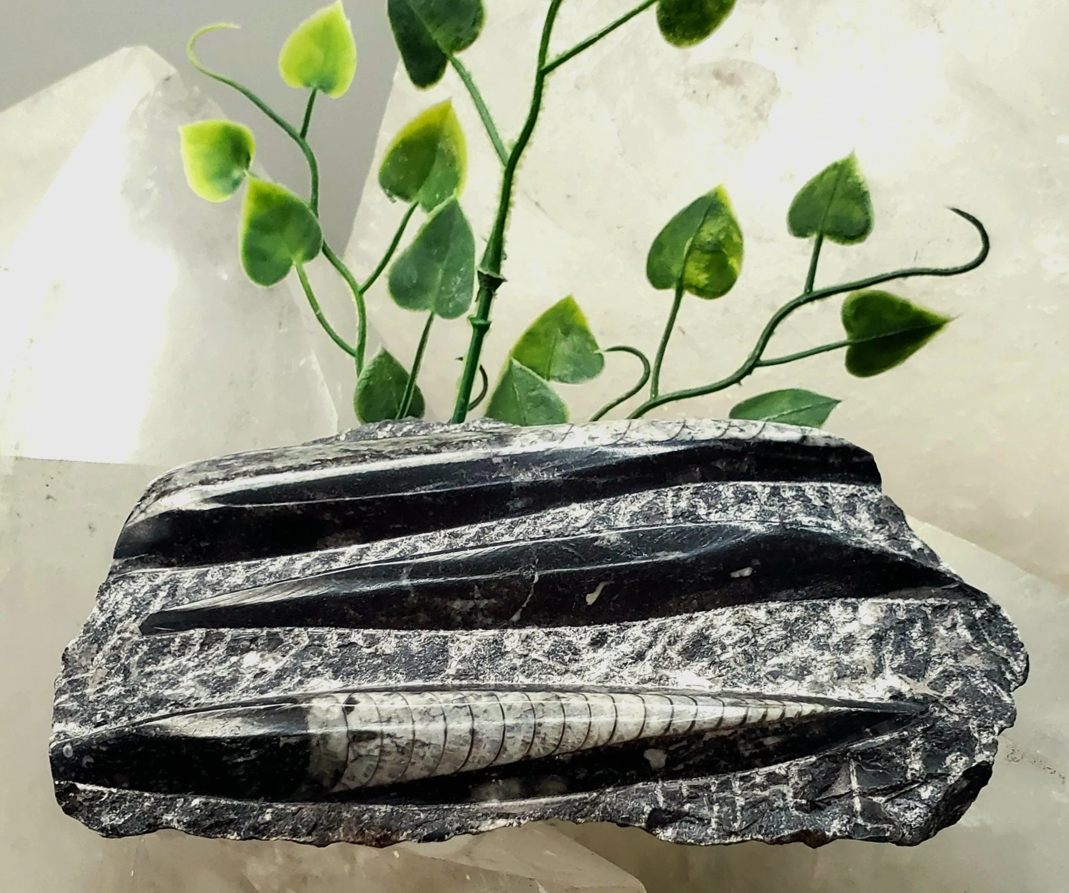 Polished Orthoceras Slab