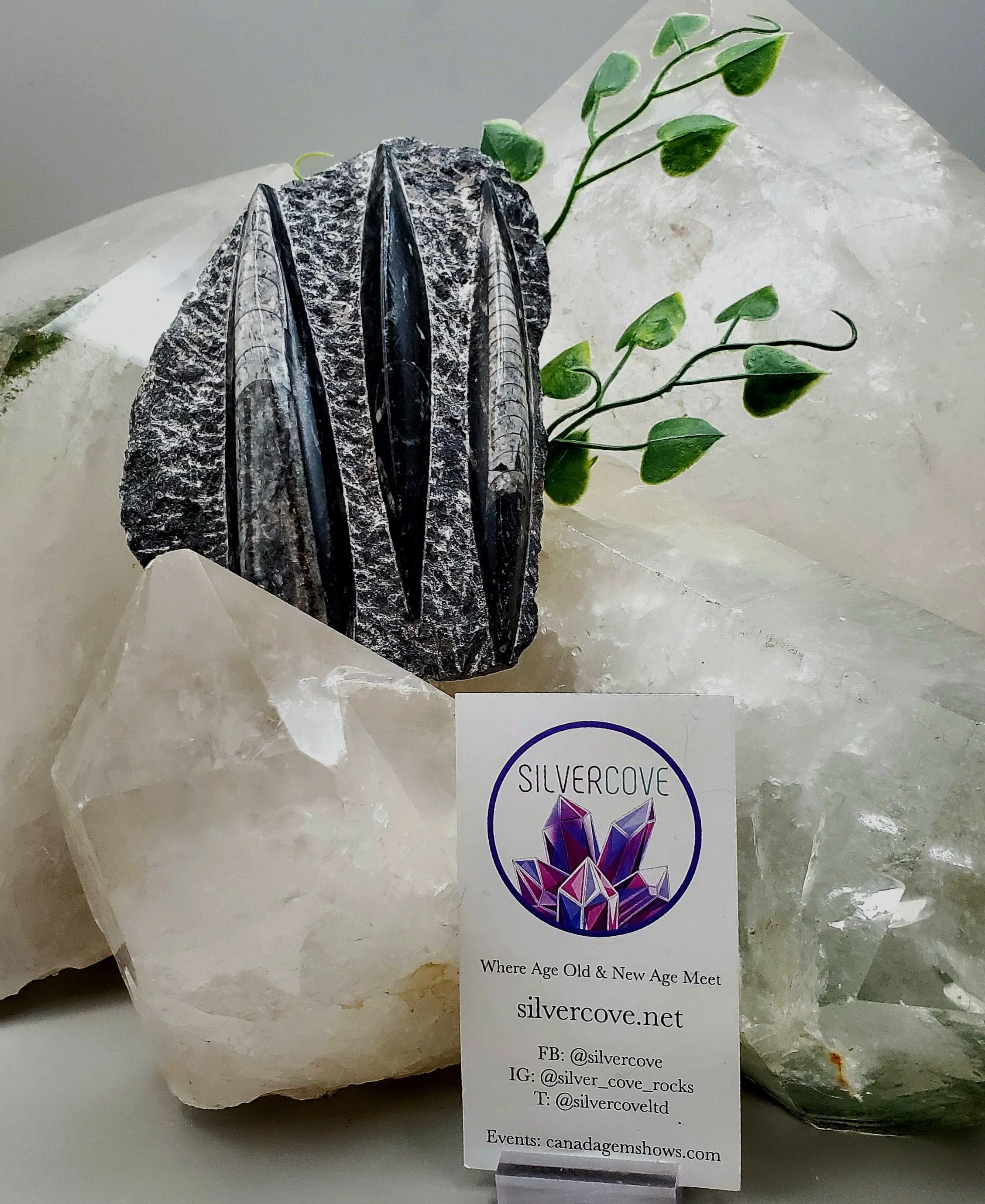 Polished Orthoceras Slab