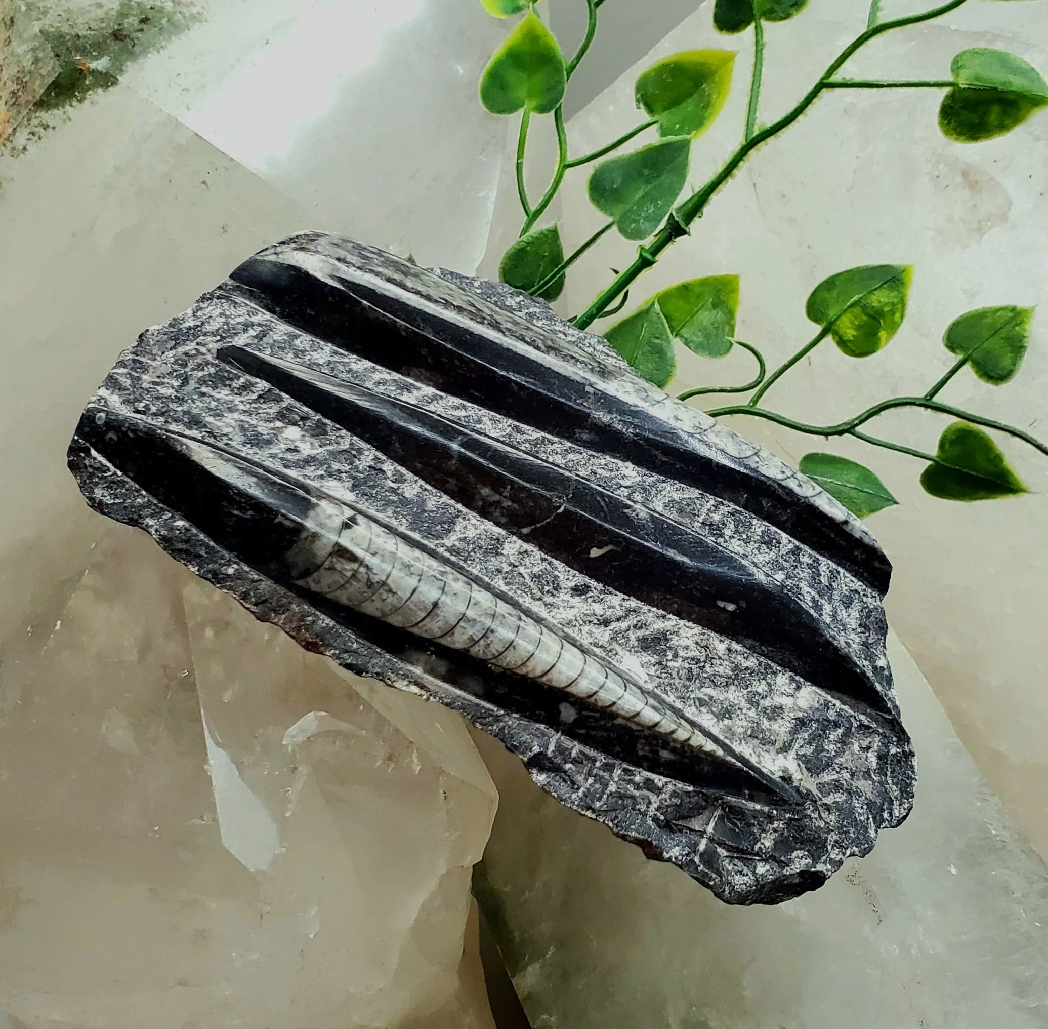 Polished Orthoceras Slab